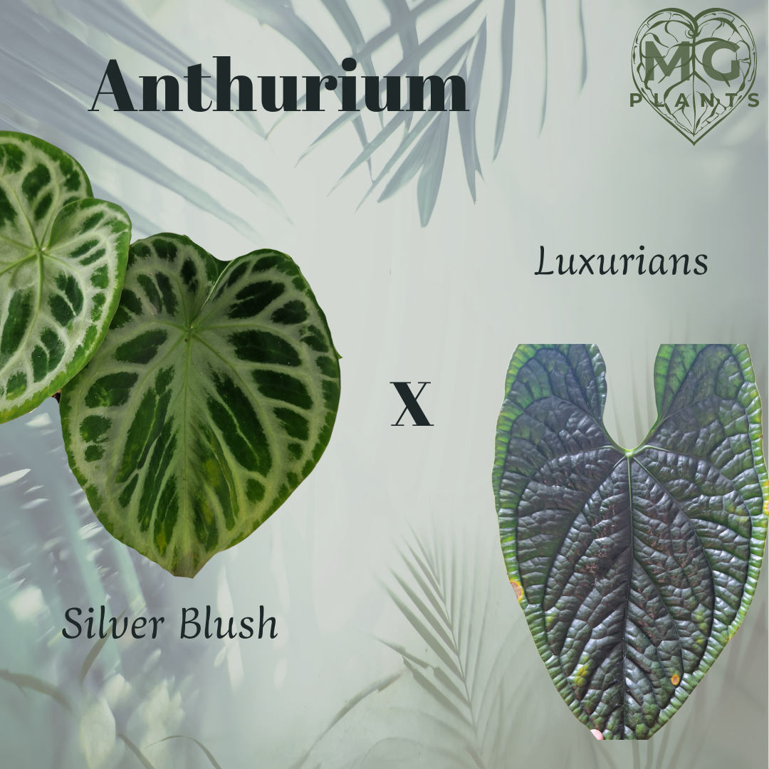 Anthurium Silver Blush x Luxurians Seedling