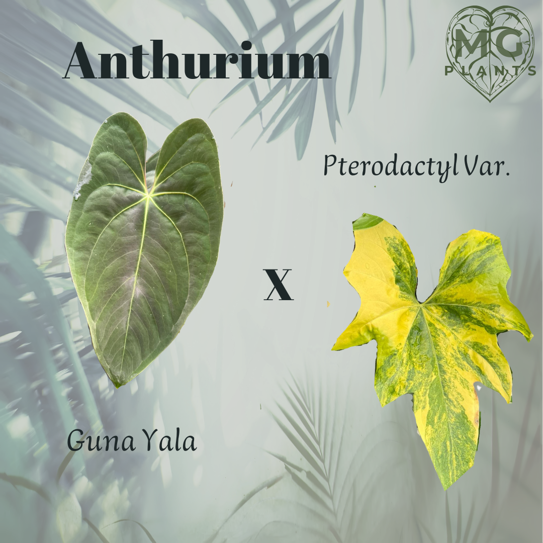 Anthurium Guna Yala x Pterodactyl  Seedling