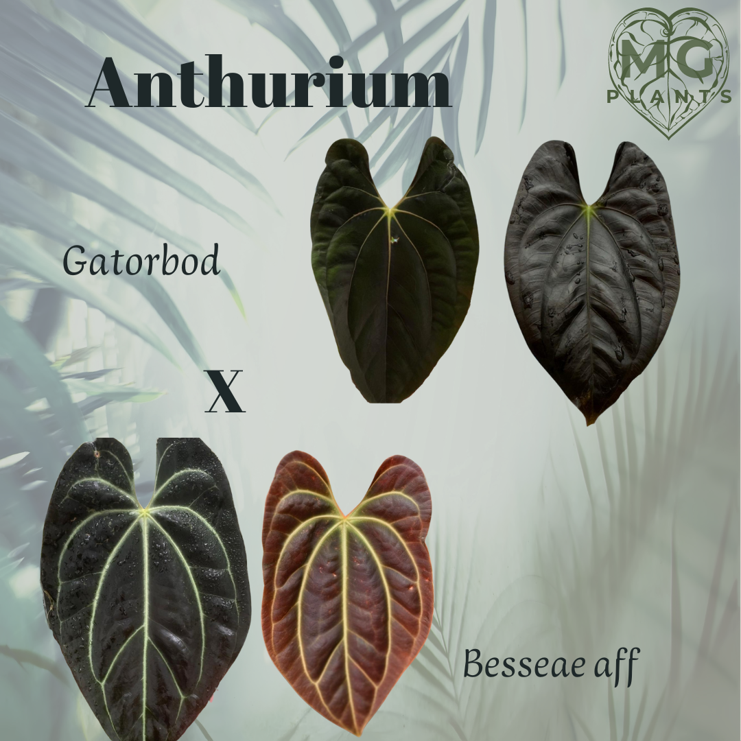 Anthurium Gatorbod x Besseae aff Seedling