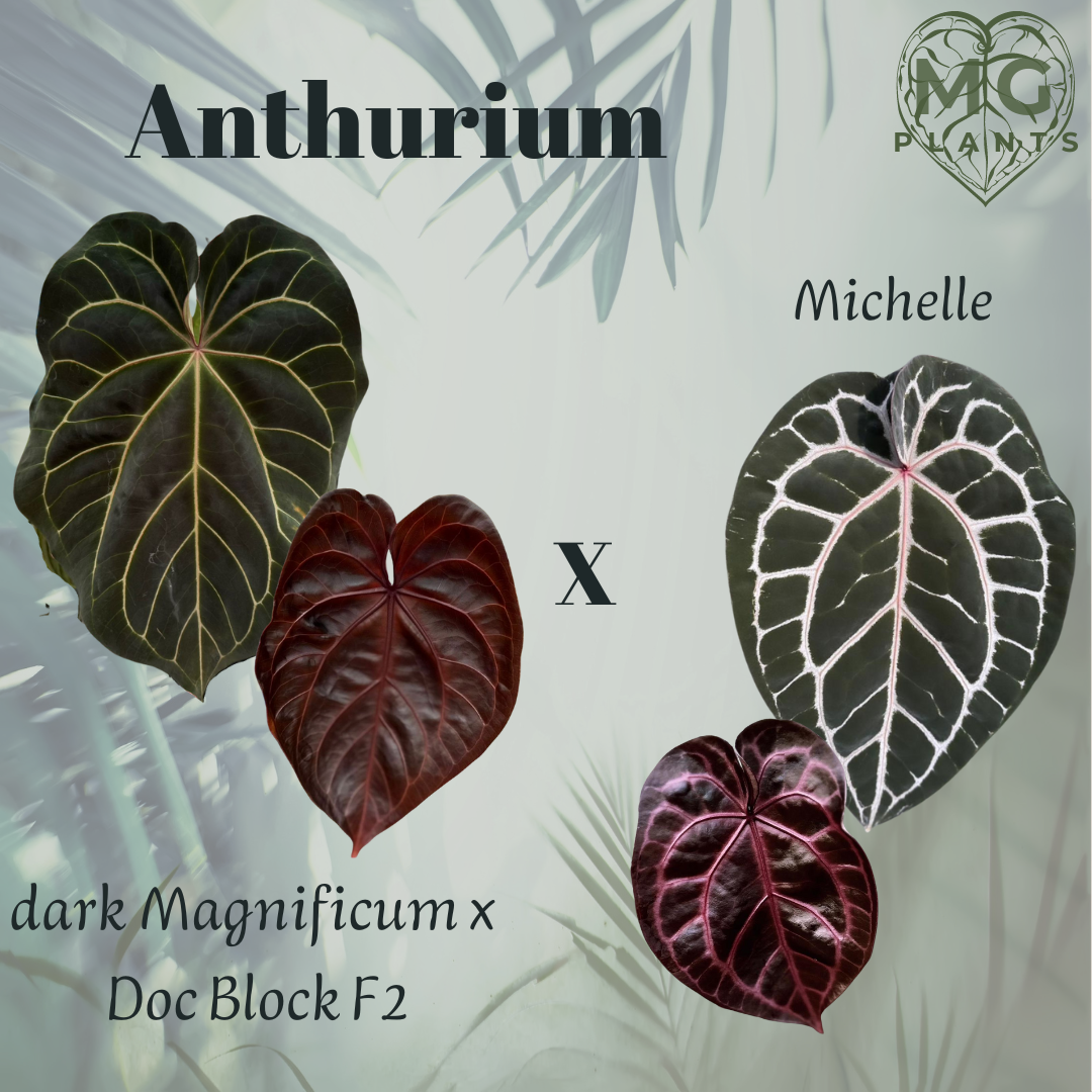 Anthurium (Magnificum dark x Doc Block F2) x Michelle - Pflanze