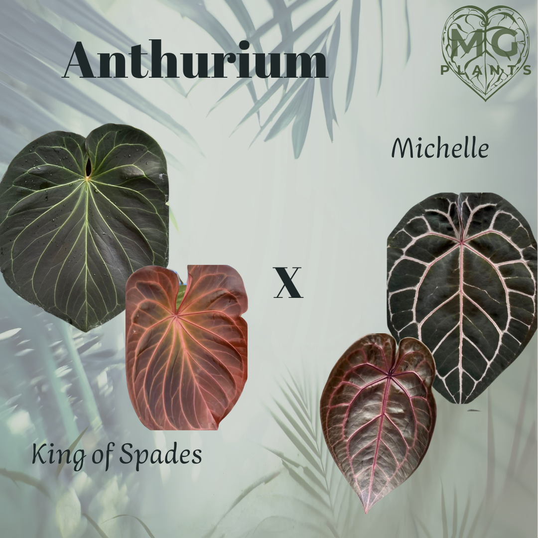 Anthurium King of Spades HU x Michelle - Seedling