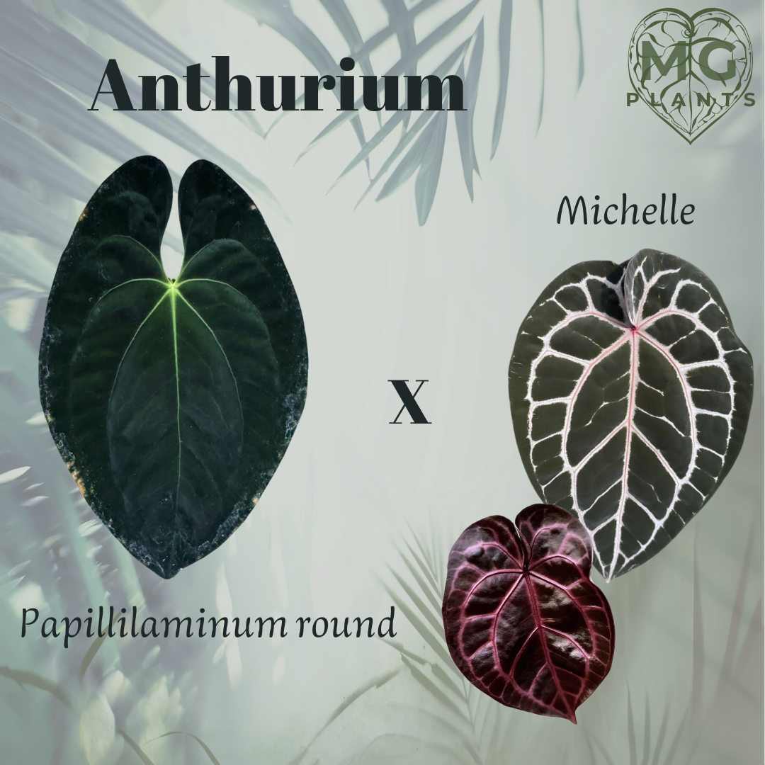 Anthurium Gunayala round x Michelle - Seedlings