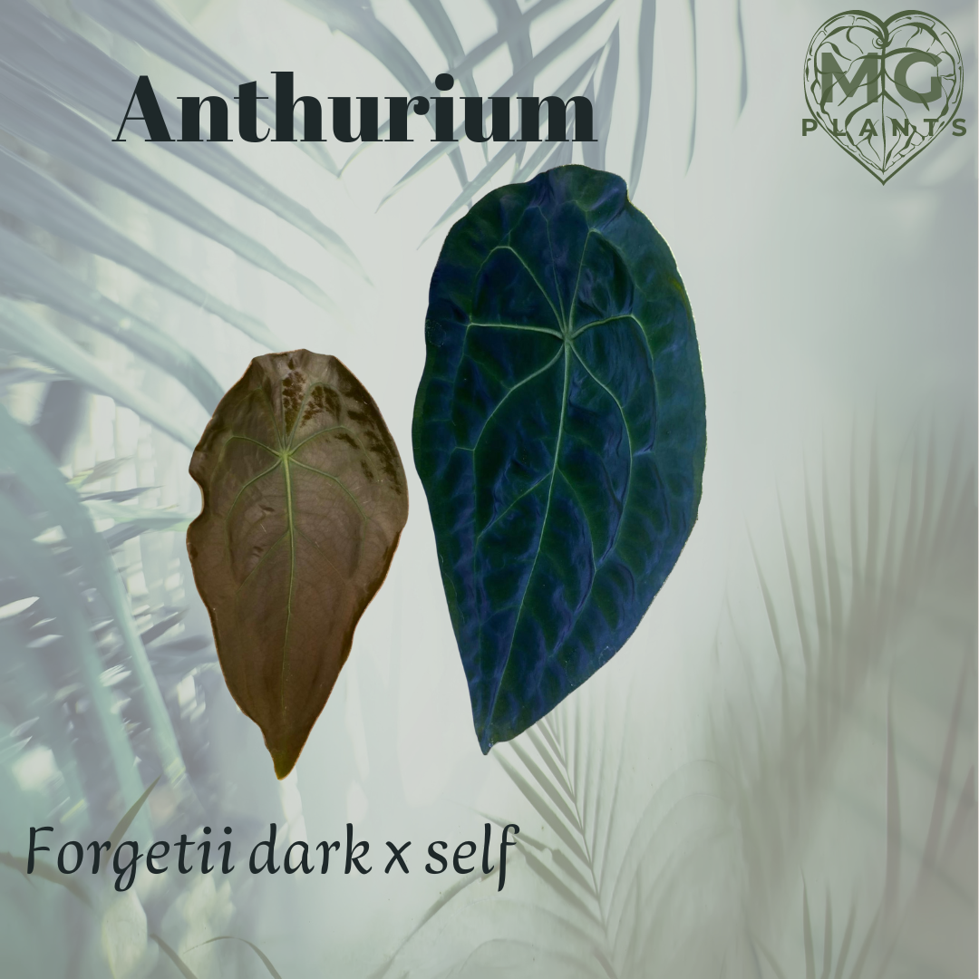 Anthurium dark Forgetii x self