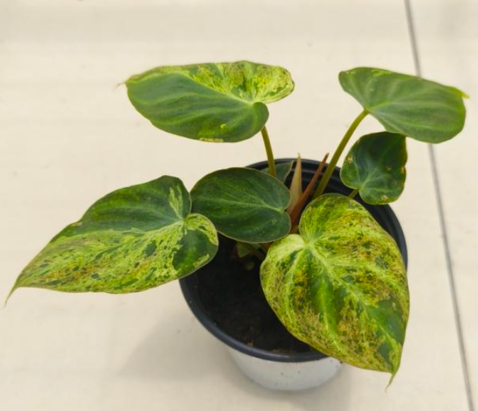 Philodendron Verrucosum Mint