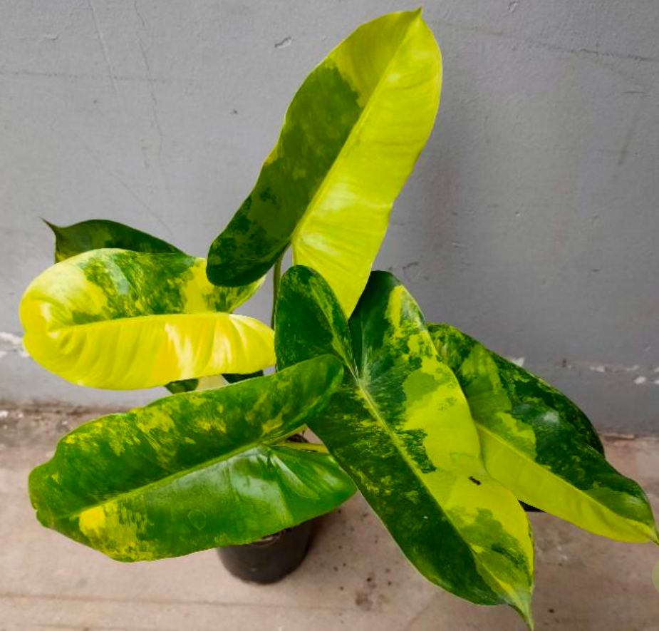 Philodendron Burle Marx variegated