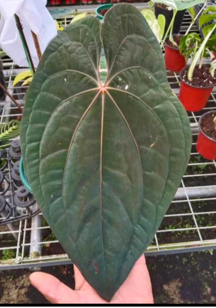 Anthurium (red Vein) Dark Phönix - Tissue Culture (TC)