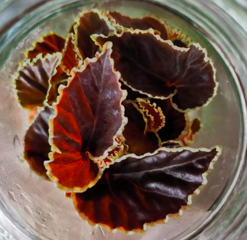 Begonia Darth Vader - TC-