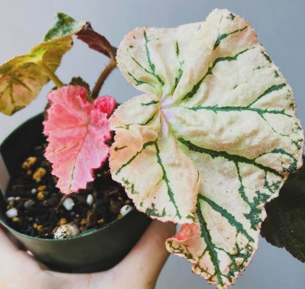 Begonia Midnight sun -TC-