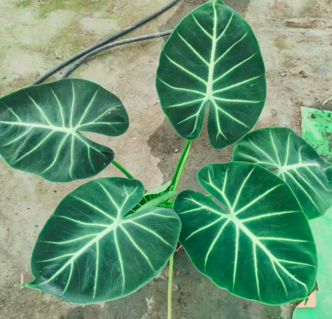 Alocasia London eye - TC -