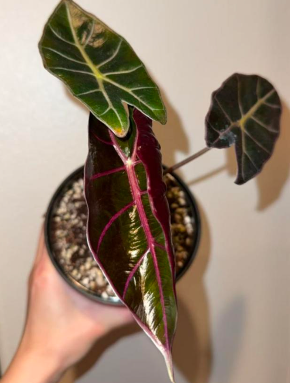 Alocasia Suhirmanian a purple - TC