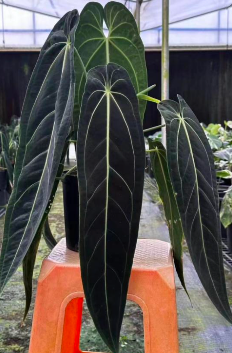 Anthurium Warocqueanum dark form - TC -