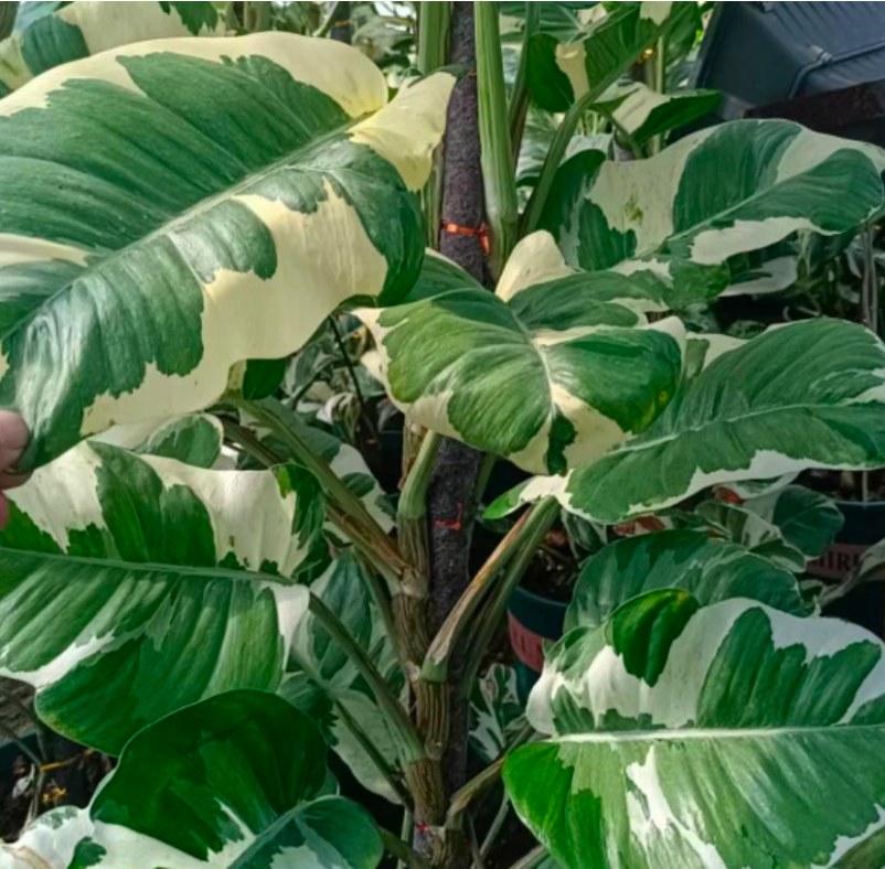 Philodendron White Forest - TC -