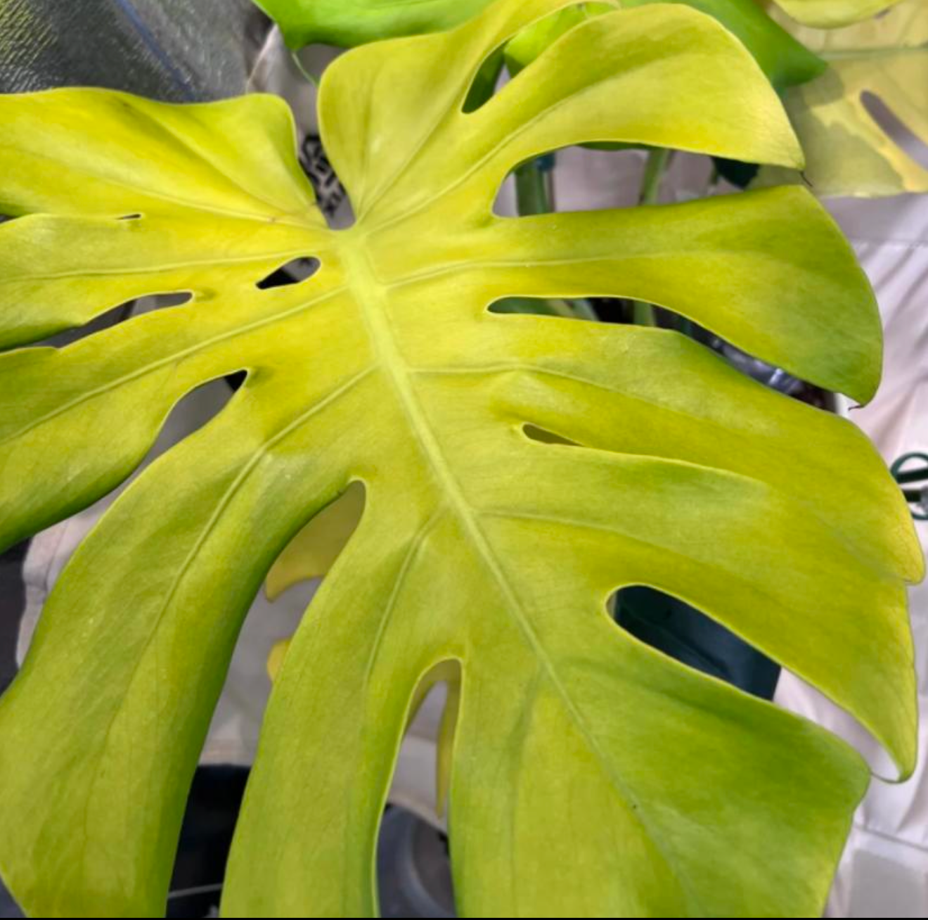 Monstera Lemon Lime - TC -