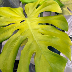 Monstera Lemon Lime - TC