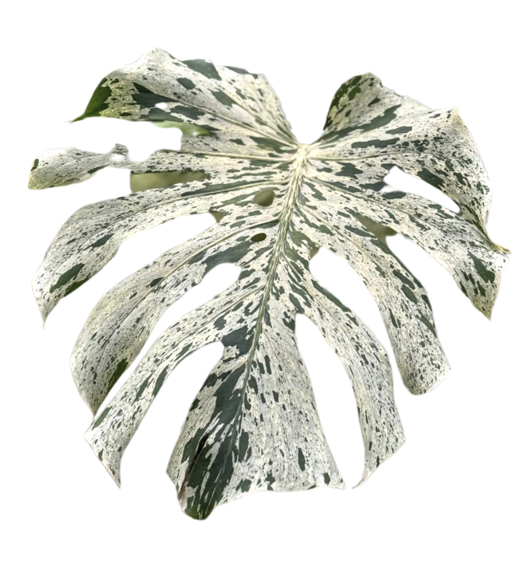 Monstera Bulbasaur - TC -