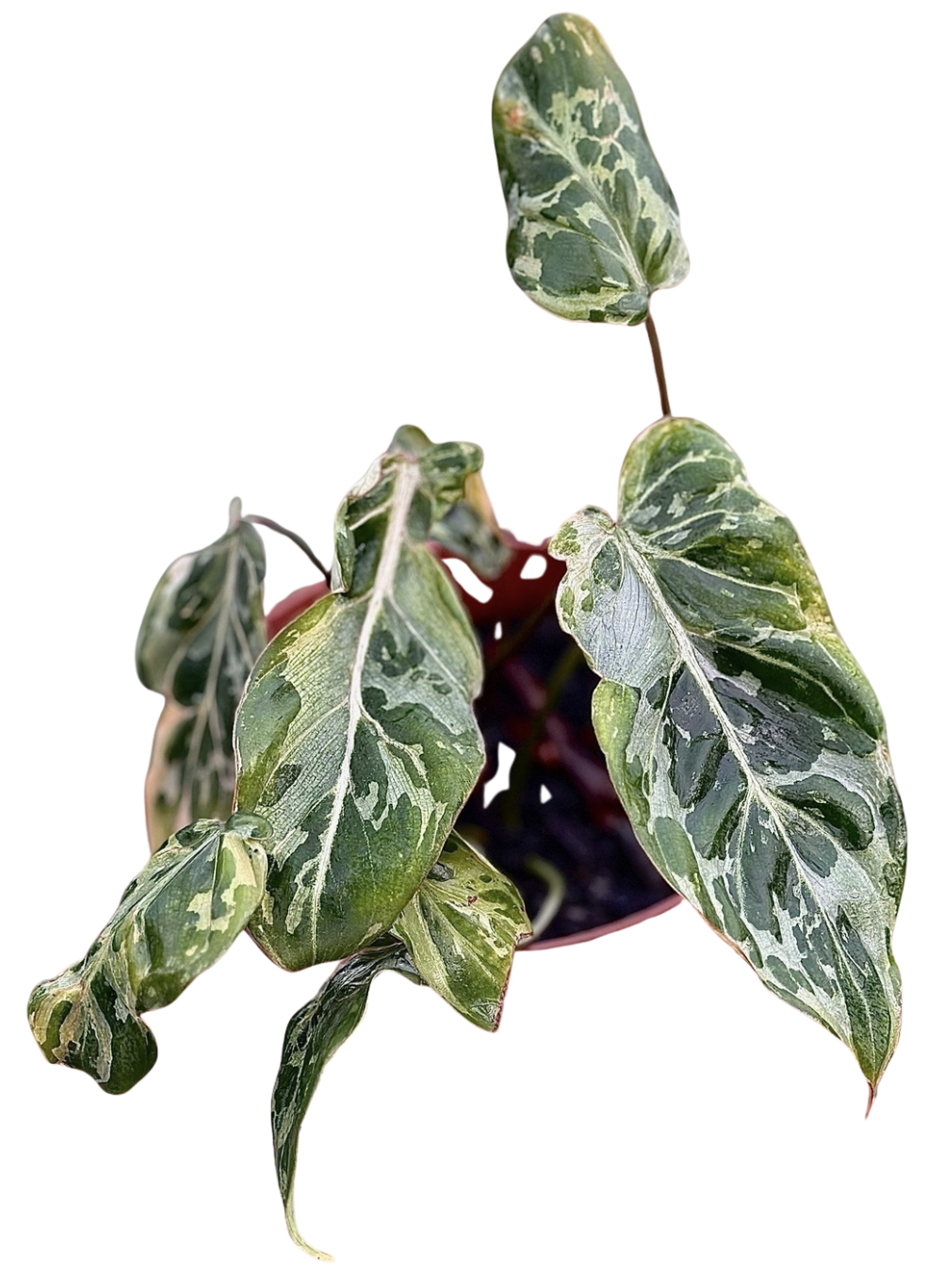 Philodendron Gloriosum Snow Leopard -TC