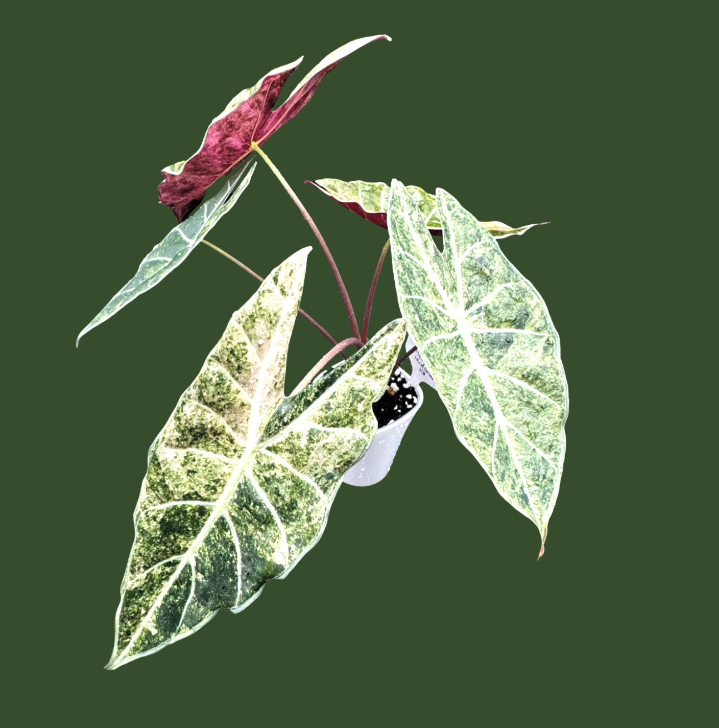 Alocasia Longiloba Black Satun ‘Stardust’ - TC
