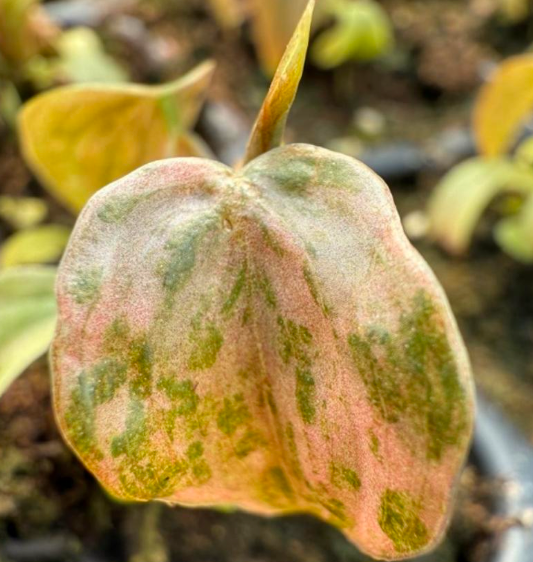 Philodendron Brandtianum Variegated - TC