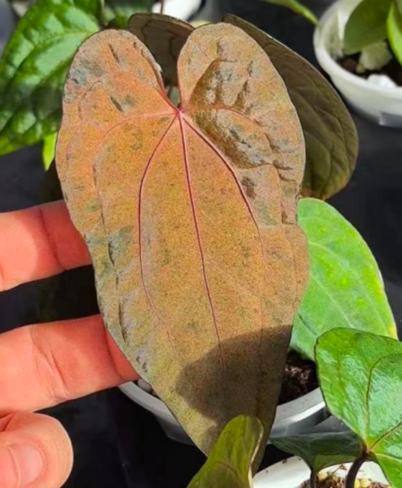 Anthurium Dark Phönix Variegata - TC