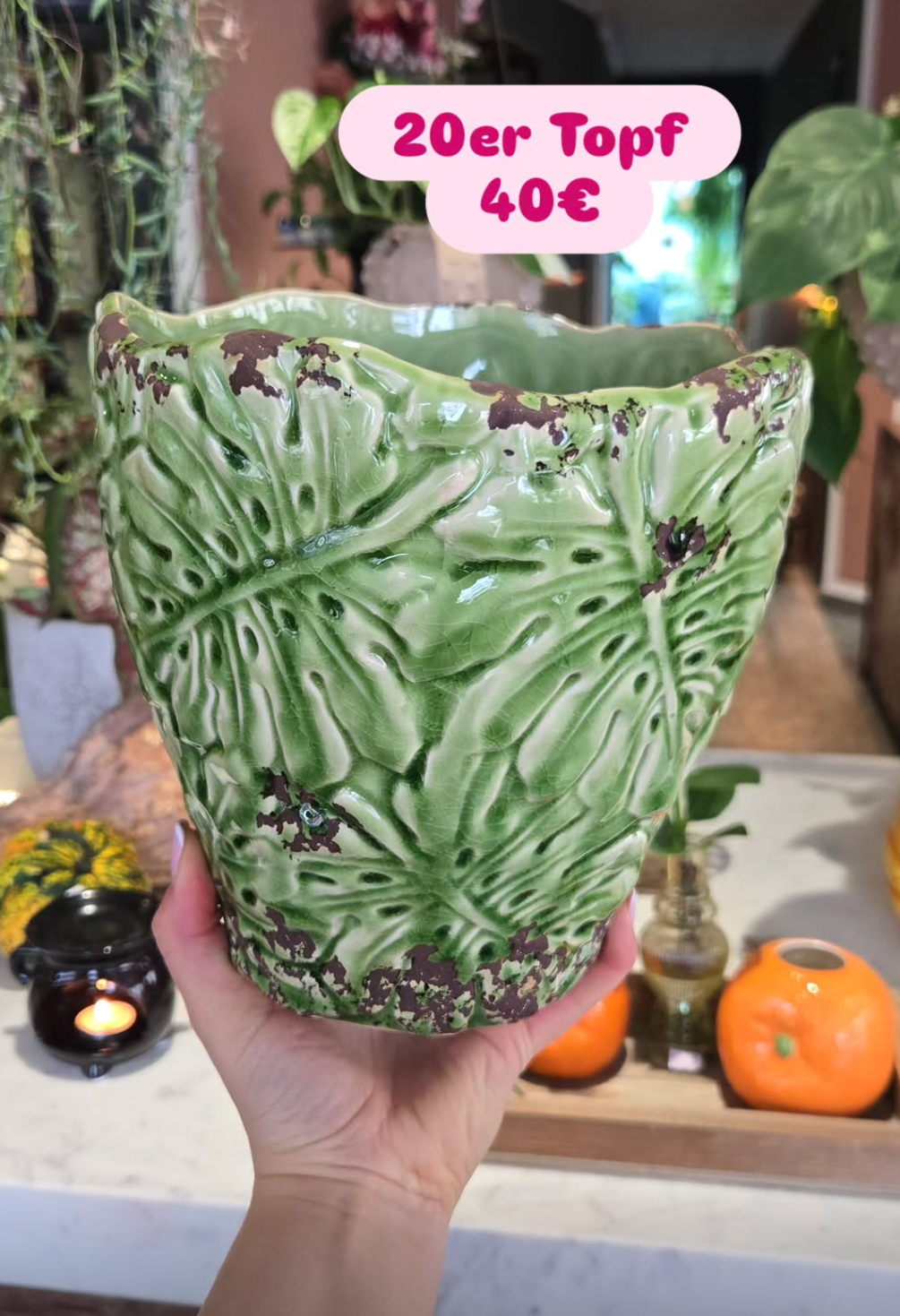 Monstera Variegata T.