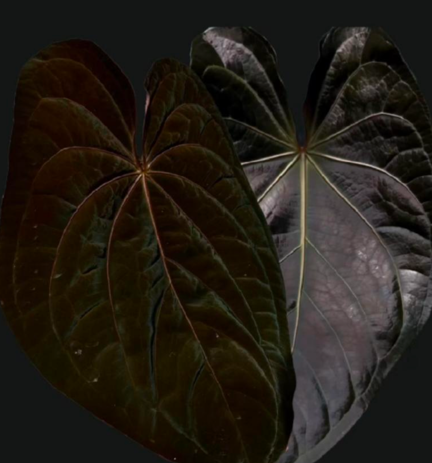 Anthurium (Magnificum x AOS) x Dark Phönix -TC