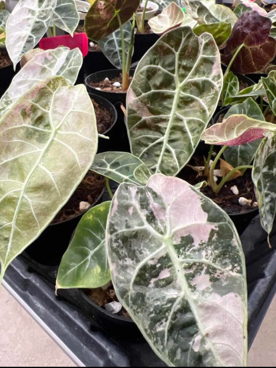 Alocasia Watsoniana doff Variegata