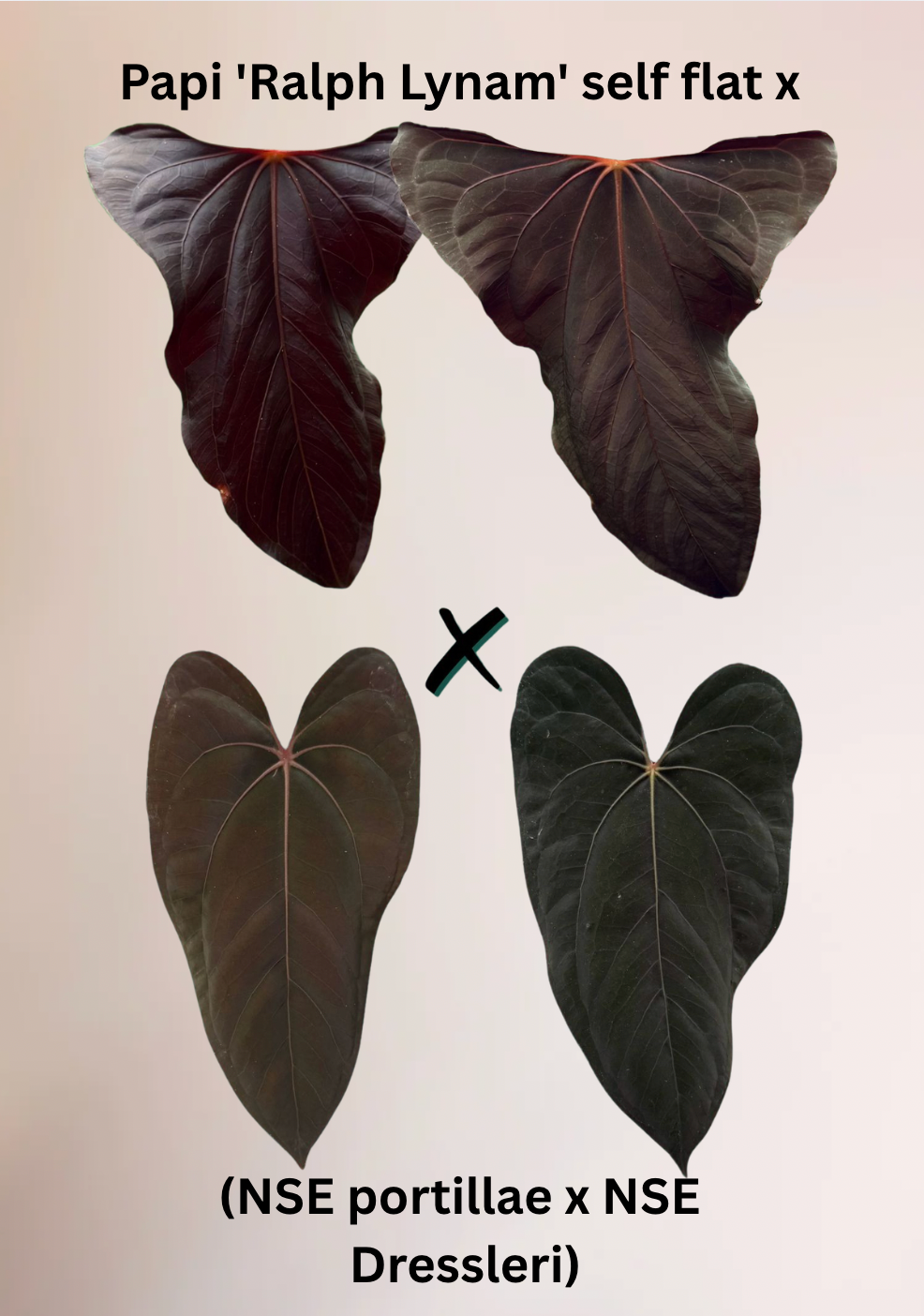 Anthurium Papi 'Ralph Lynam' self flat x (NSE Portillae x NSE Dressleri) - Seed