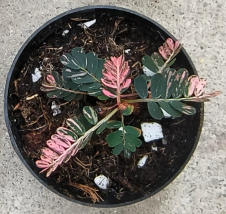 Phyllanthus urinaria Pink - TC