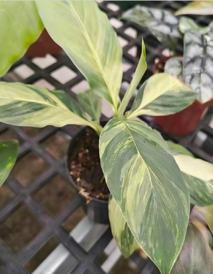Spathiphyllum Aurea - TC - Tissue Culture