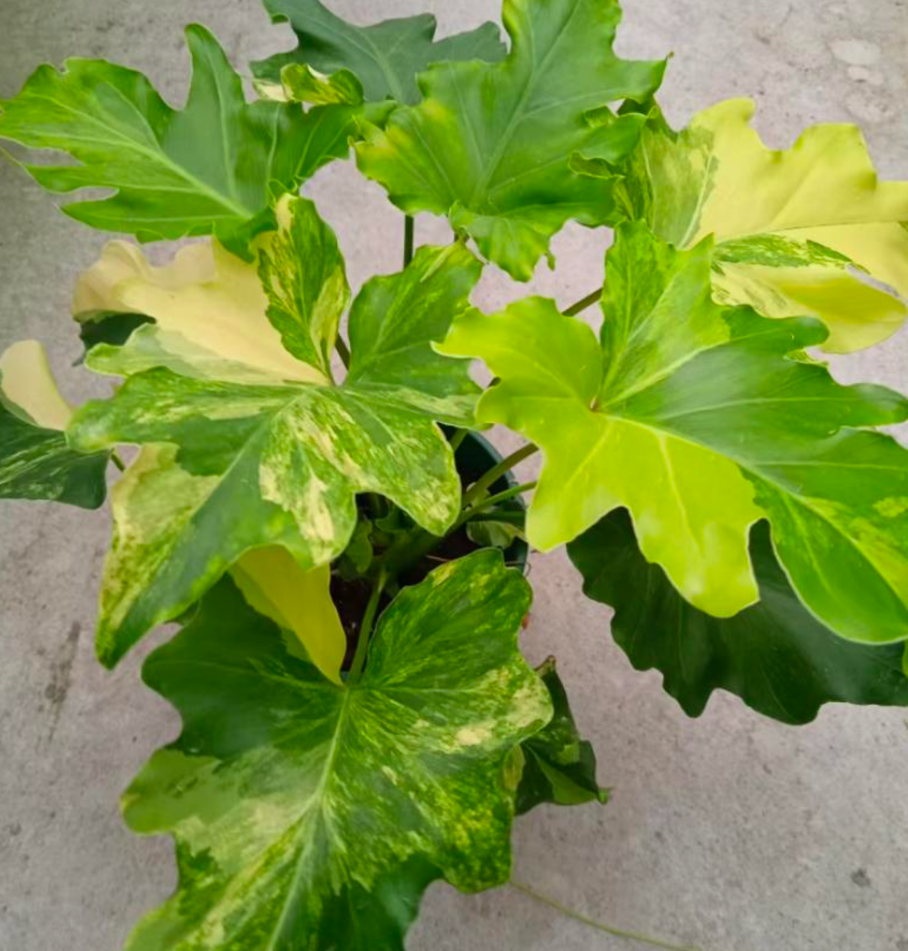 philodendron braune blätter Philodendron 'Hope' Variegata