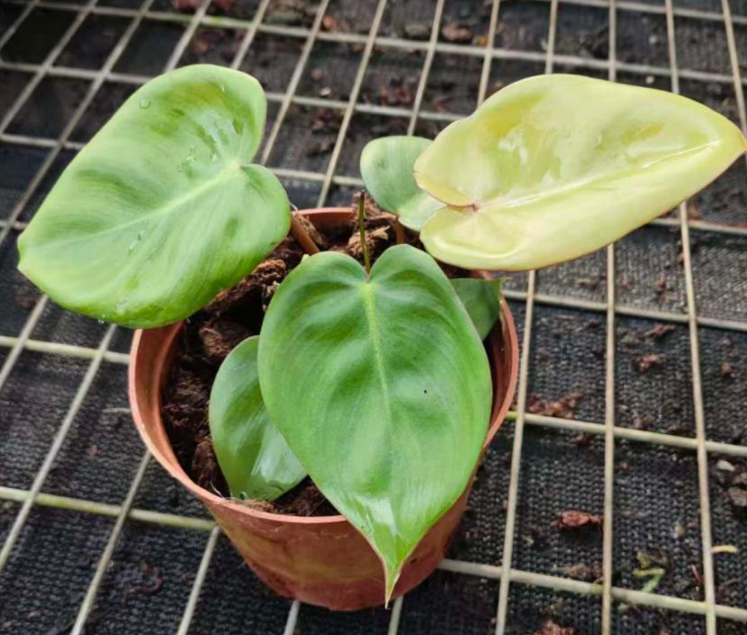 Philodendron Billietiae croat x Pastazanum Silver - TC - Tissue Culture