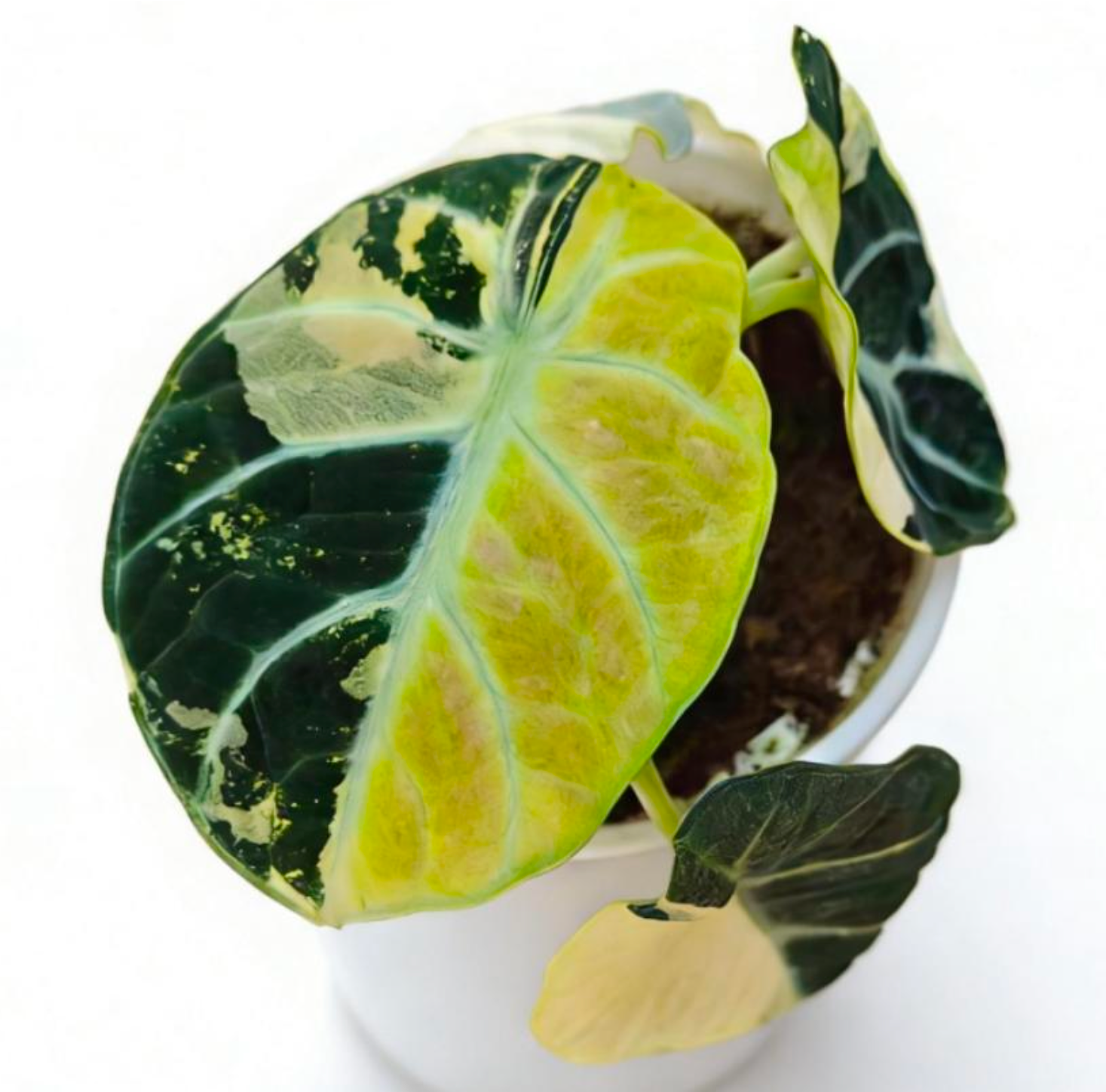 Alocasia Ninja Aurea - TC