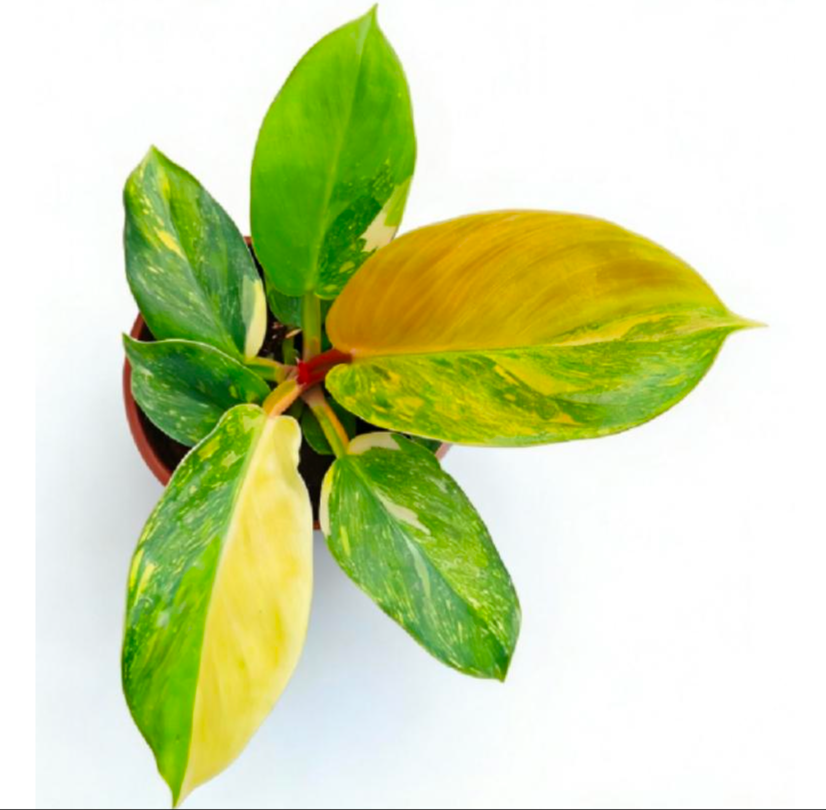 Philodendron golden melinonii variegata - TC