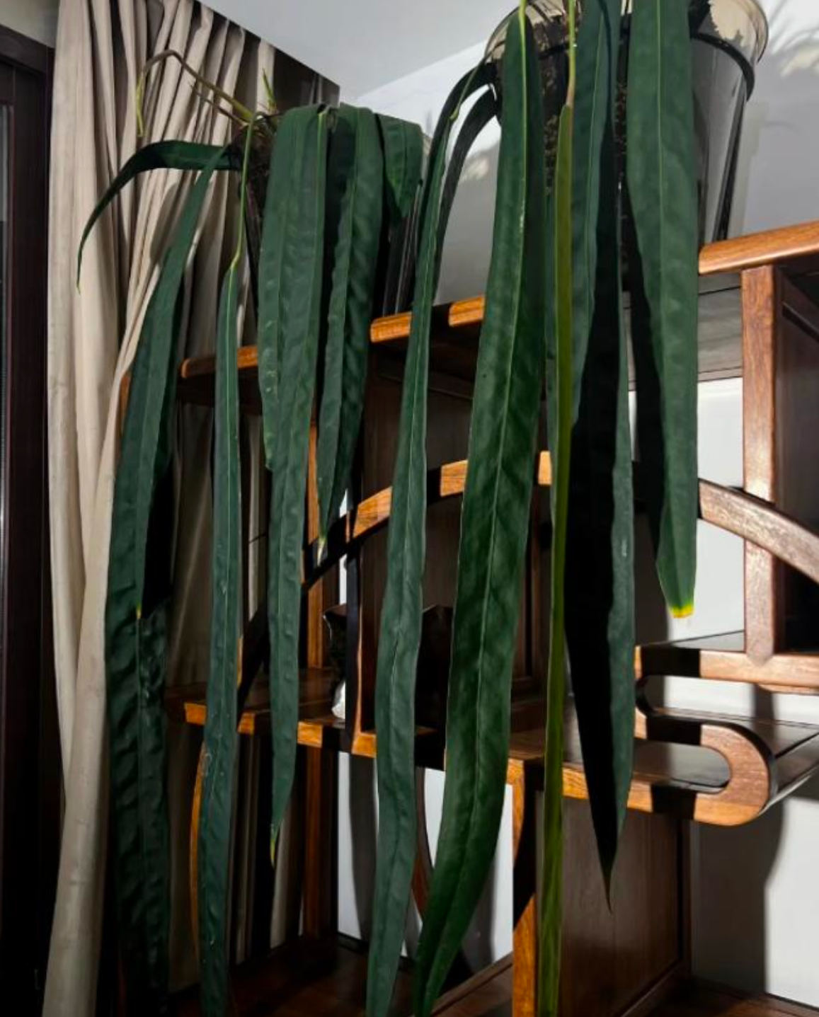 Anthurium Wendlingeri - TC