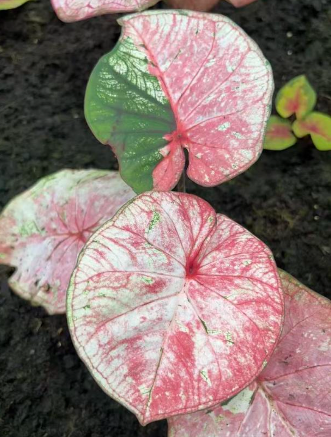 Caladium Peppermint candy - TC