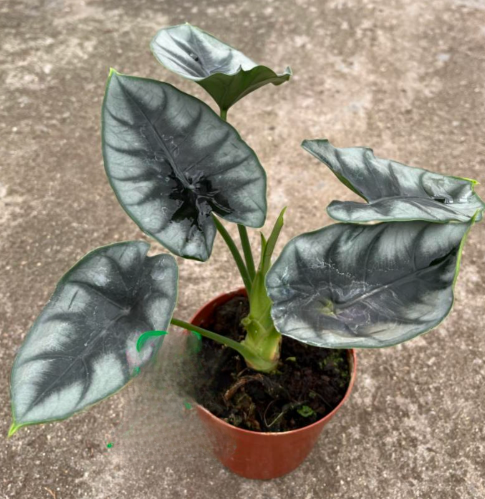 Alocasia Reversa - TC