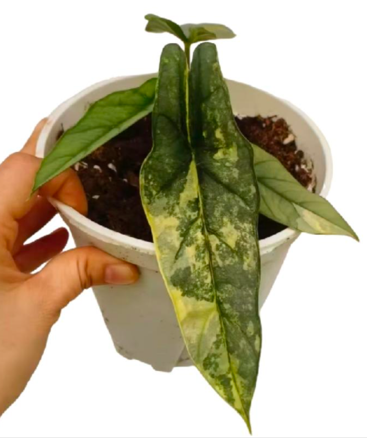 Alocasia Heterophylla Metallic Blue Variegata - TC