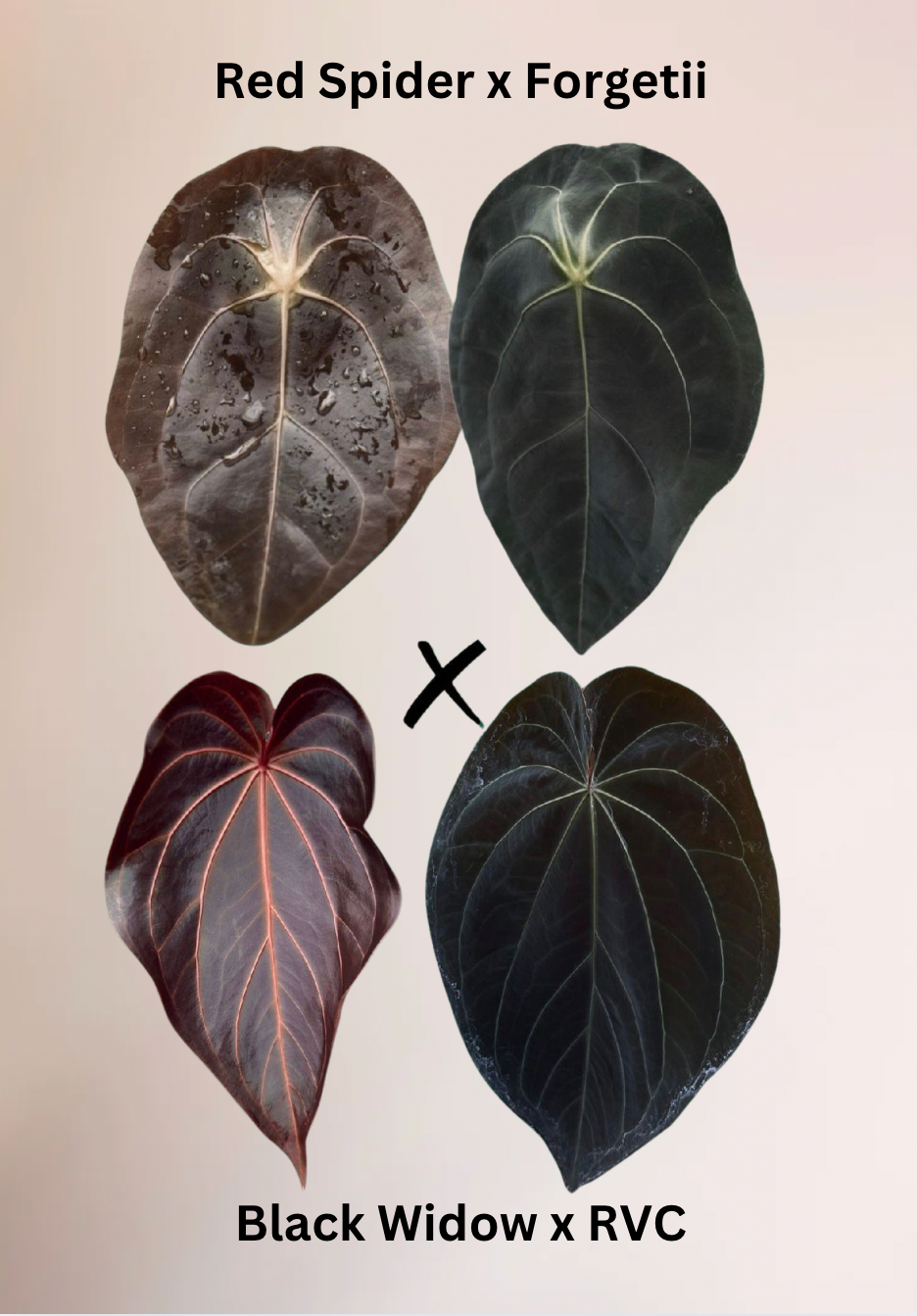 Anthurium (Red Spider x Forgetii) x (Black Widow x RVC)
