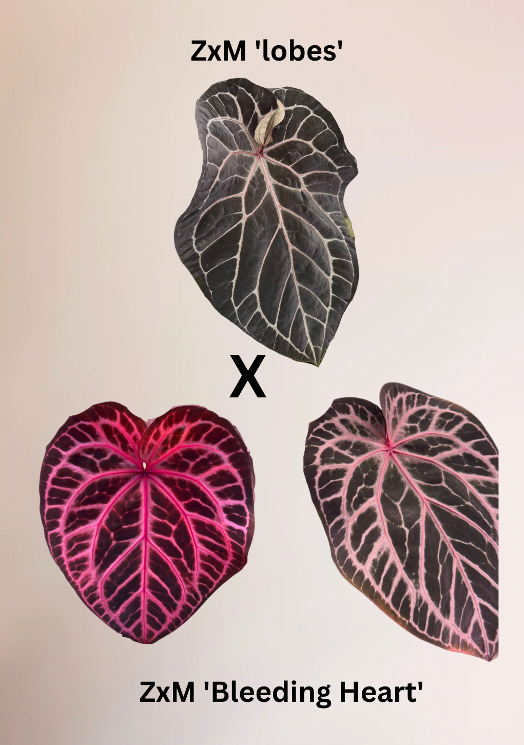 Anthurium ZxM 'lobes' x ZxM 'Bleeding Heart' - Seed