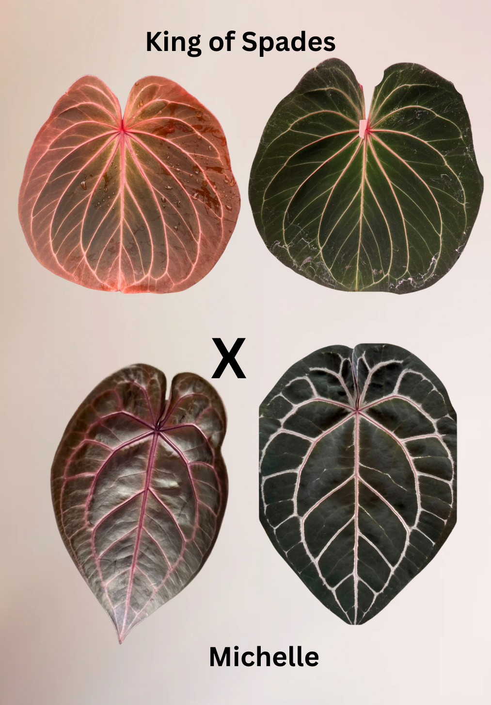 Anthurium King of Spades x Michelle - Seed -