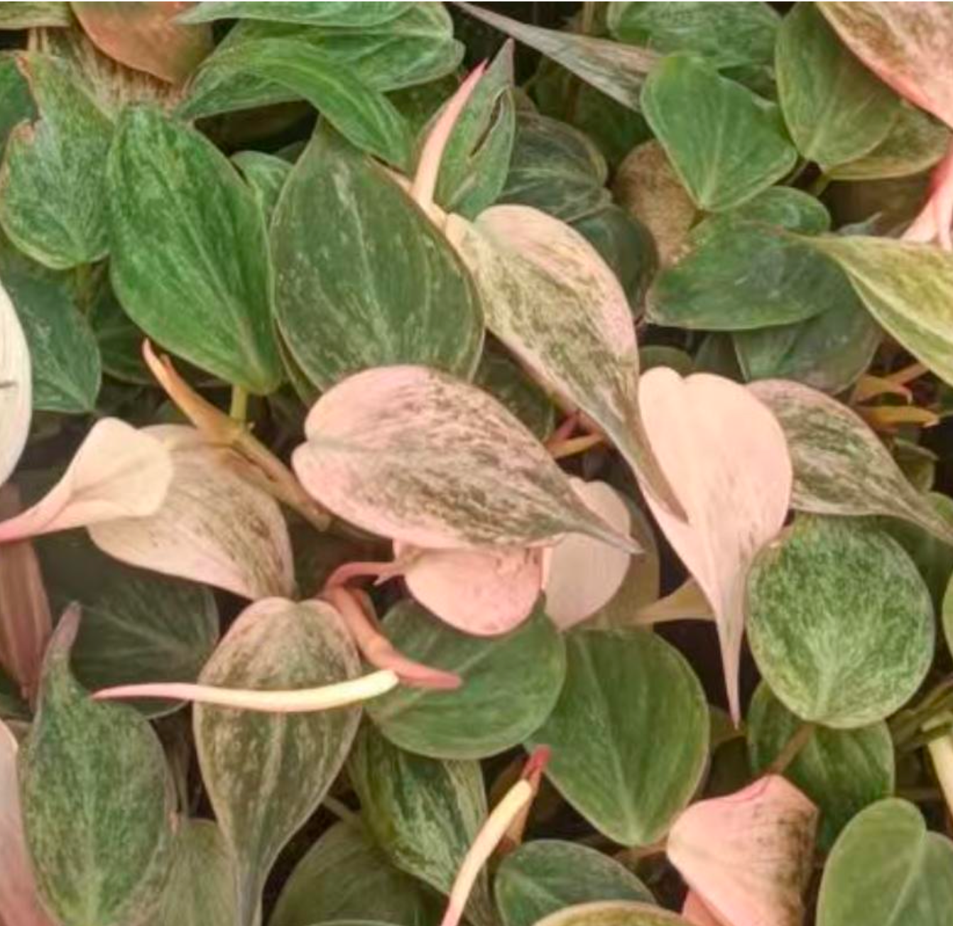 Philodendron Micans Marble Variegata