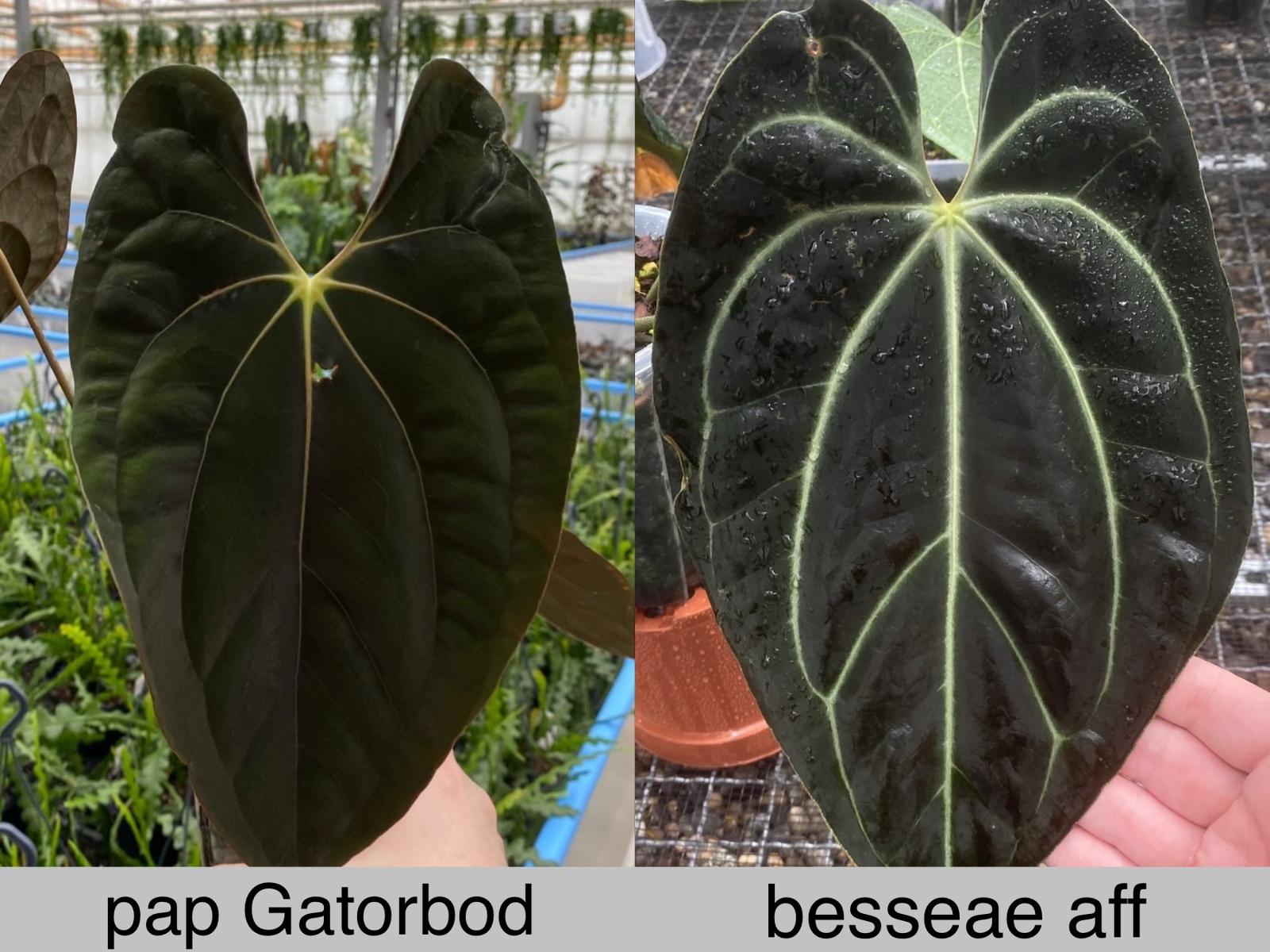 Anthurium Gatorbod x Besseae aff Seedling