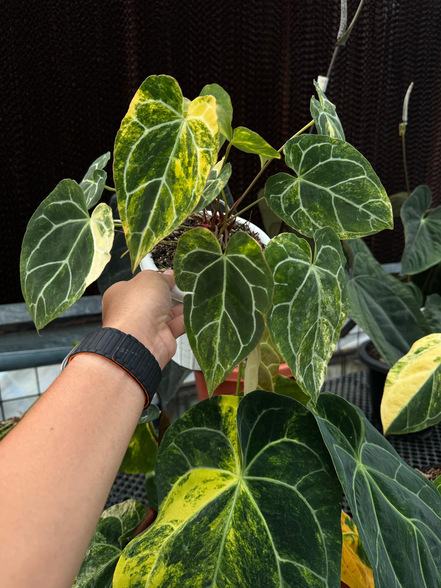 anthurium crystallinum cutting Anthurium Chrystallinum Variegata Head Cutting