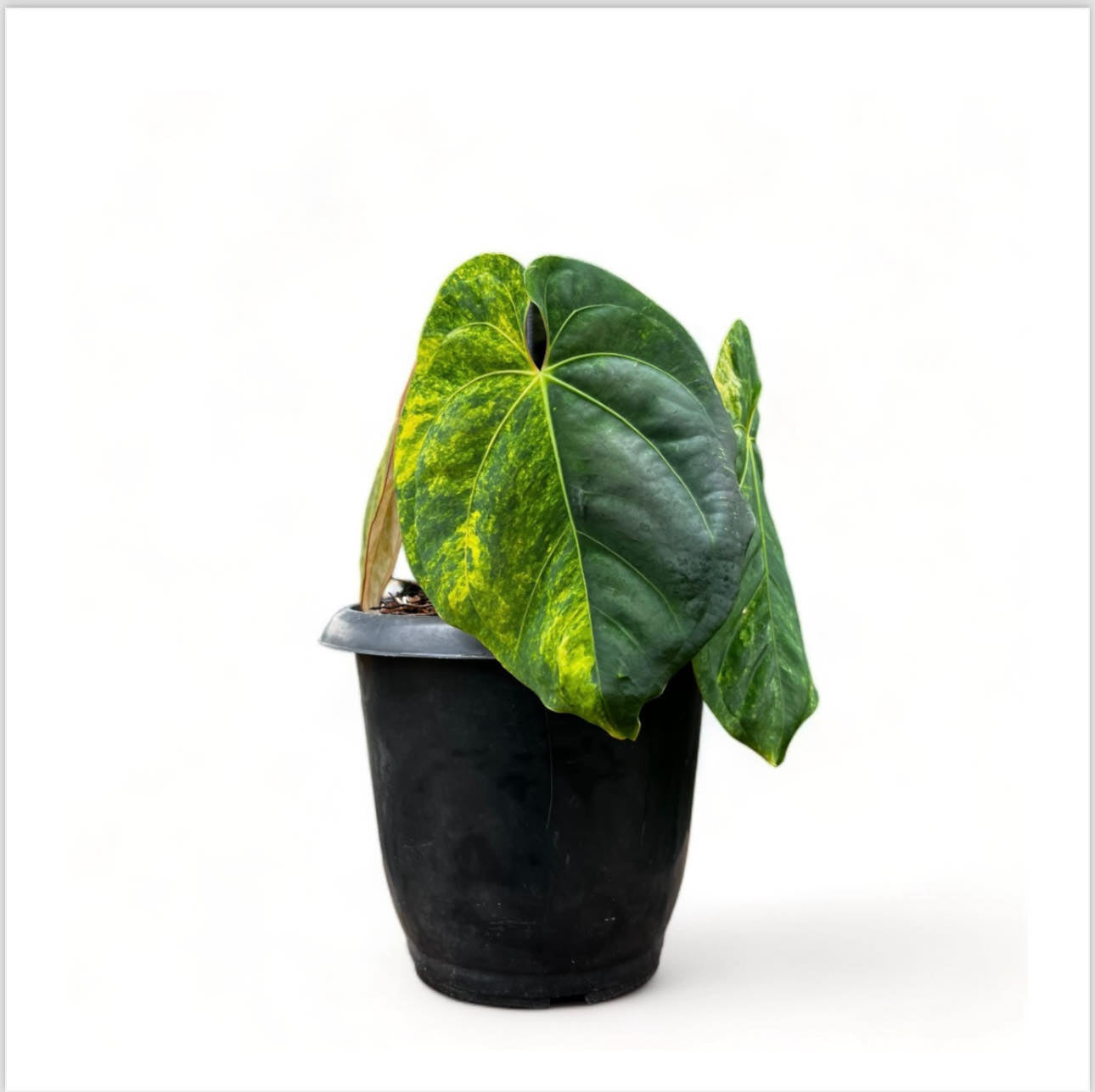 Anthurium Papillilaminum variegata short stem