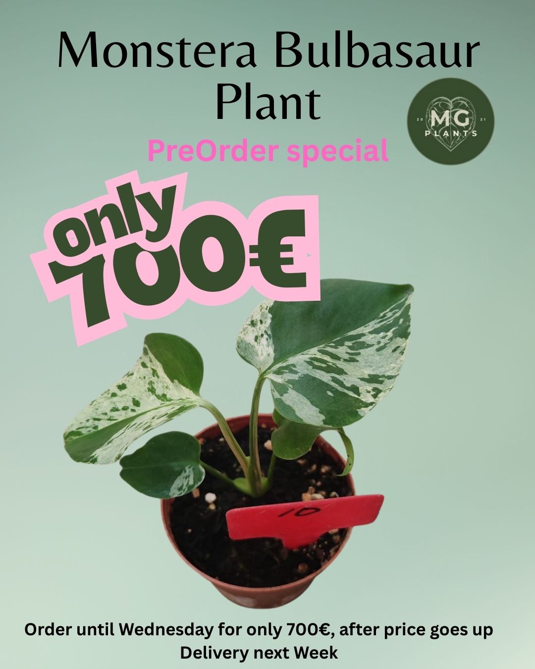 Monstera Bulbasaur PReOrder - Pflanze