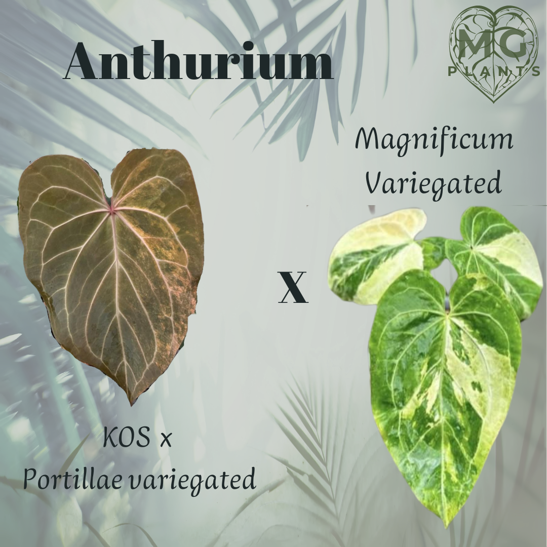 (KOS x Portillae variegated) x Magnificum Variegated Seed