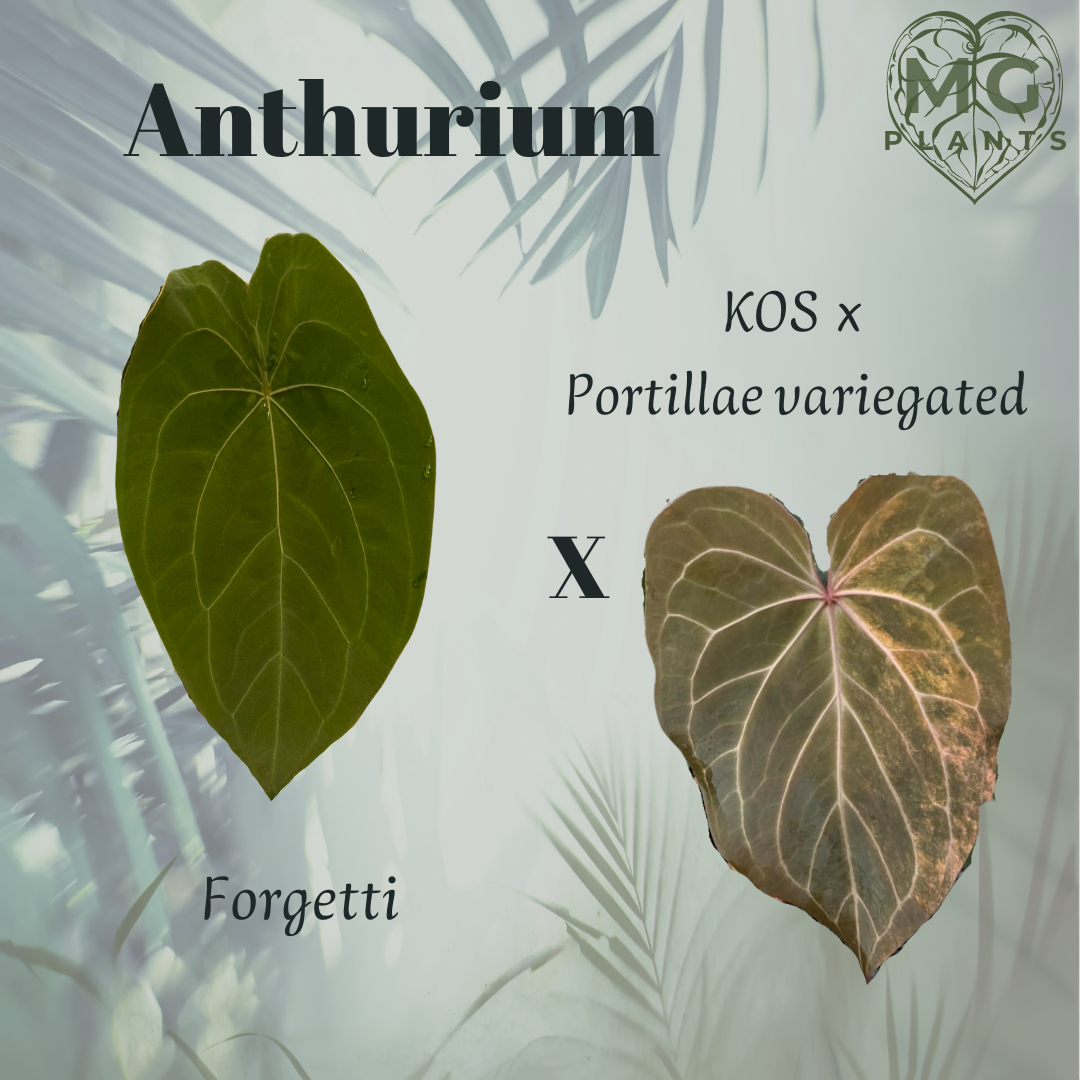 Anthurium Forgetii X (KOS x Portillae variegated) Seed