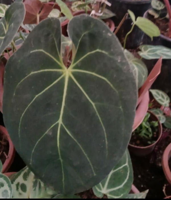 Anthurium King of Spades (Hybrid)