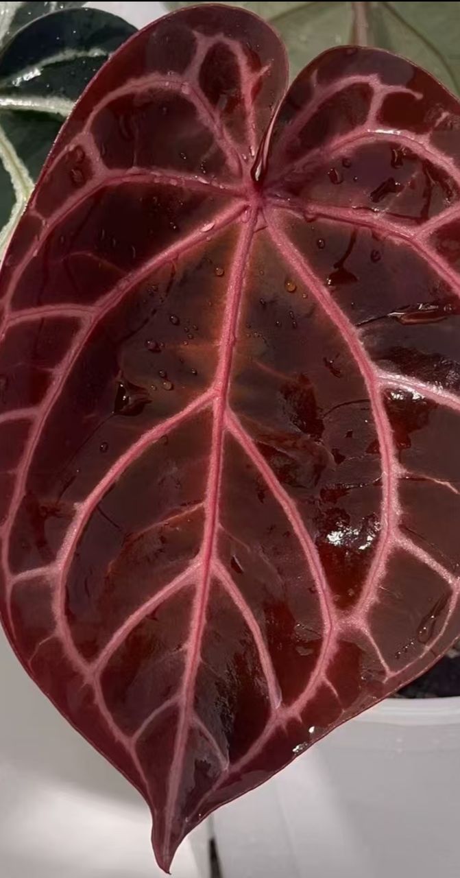 その他観葉植物 Anthurium Michelle x Wonderboy Anthurium Basseae aff x Wonderboy X Michelle | Paradise