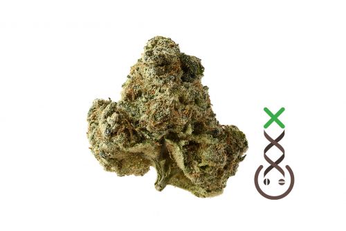 AK-OG Kush - 5PACK - Feminised - Amsterdam Genetics